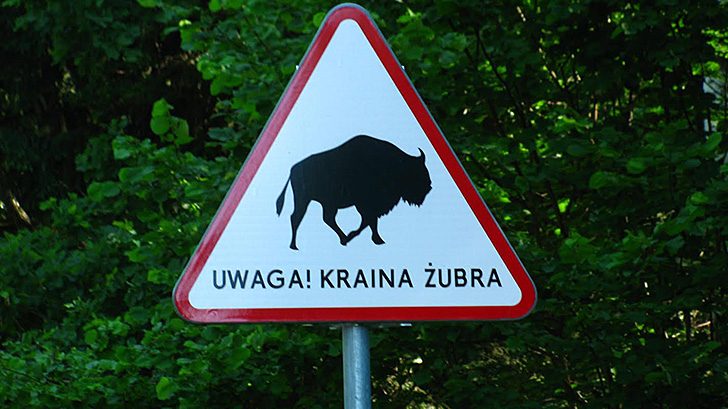 велопоход путь зубра